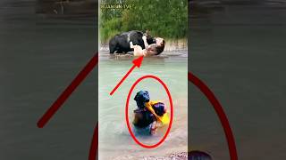 Anjing Pintar Menyelamatkan Manusiahewan animals shortvideos shorts [upl. by Asenad]