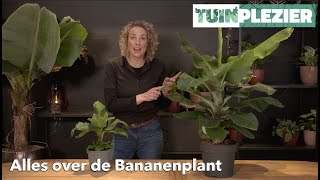 Alles over de Bananenplant  Musa  TUINPLEZIER [upl. by Nosmas]