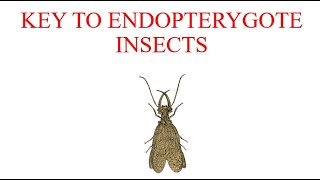 Dichotomous key to Endopterygote insects [upl. by Allets]