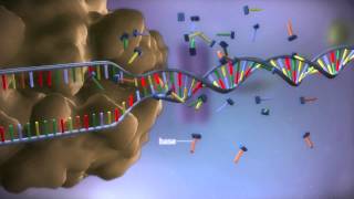 From DNA to protein  3D [upl. by Cadell]