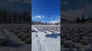 Nieve y Lavanda en Lavandas del Limay [upl. by Keri]