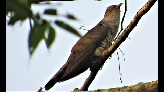 INDIAN CUCKOO Cuculus micropterus [upl. by Irwin]