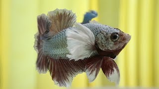 Basic Betta Fish Color Genetics [upl. by Blockus42]