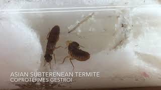 How to Start a Termite Colony  TermiteKeeping 101 [upl. by Kyte163]