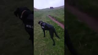 Highland Cow vs Labrador the return dog rucksac edinburgh mist pentlands hillwalking scotland [upl. by Eikcuhc]