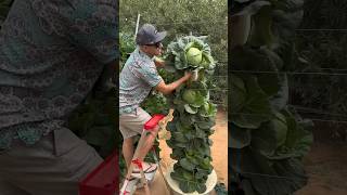 14 cabbages harvested from one aeroponic tower farming farmer garden verticalfarming [upl. by Carper]