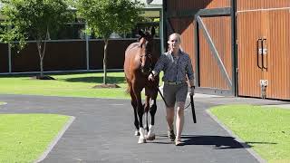 Lot 248 Dundeel x Politeness colt [upl. by Ydur]