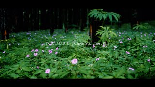 Cinematic Background Music NO COPYRIGHT  Nature Cinematic Short Film  Nikon D5300 [upl. by Boothe]