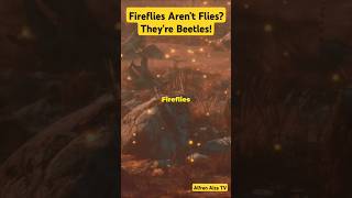 Fireflies Arent Flies Theyre Beetles [upl. by Cecilia]