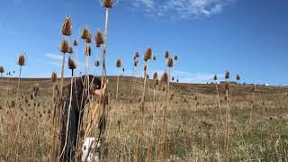 Harvesting And Using Teasel Root [upl. by Kimmel]