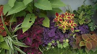 Coleus Garden solenostemon scutellarioides [upl. by Airamasor225]