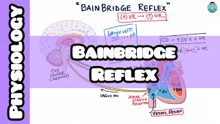 Bainbridge Reflex explained easily for usmle inicet neetpg nclex [upl. by Akirdnuhs293]