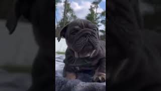 My new exotic mini micro English bulldog “SPYDER” 🕷️🕸️🧬🦍 english bulldog explorepage puppy [upl. by Addy]