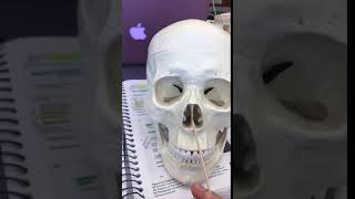 Zygomatic bone amp process and vomer bone [upl. by Aicenek832]