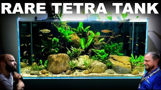 The Rare Tetra Tank Building Fish Shop Matts Home Aquarium Aquascape Tutorial [upl. by Woodrow692]