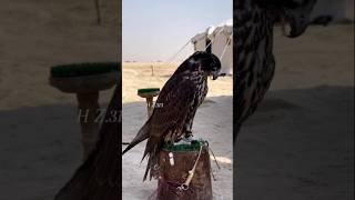 Beautiful view of black falcon peregrinefalcon falcon hunting viralvideo viralshorts [upl. by Jasmine]