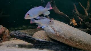 Geophagus Altifrons feeding on Teraa South American Delight [upl. by Gusta176]