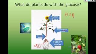 plant biosynthesis [upl. by Dulcy]