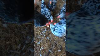 Is My Rooster A Chicken Egg Cannibal rooster [upl. by Ase676]