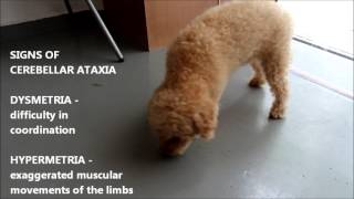 Neurological Disease Cerebellar Ataxia in an older poodle [upl. by Michaelina]