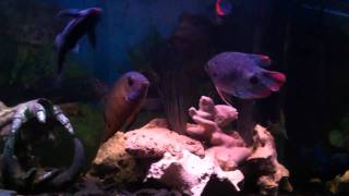 Oddball Cichlid Aquarium [upl. by Chaille]