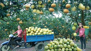 Use 3wheeled Vehicle Harvesting Many Grapefruit Goes To Countryside Market Sell  Giang Thi Ca [upl. by Aznola433]