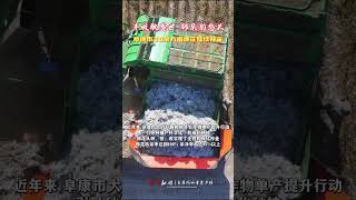 Over 450 acres of cotton in Fukang Xinjiang are now being harvested [upl. by Stanway]