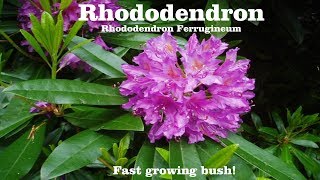 ⟹ RHODODENDRON  Ferrugineum  In flowers  Grown from a 5 plant from LOWES [upl. by Ransom]