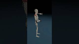 2 Arms Lift Weights 3d 3danatomy anatomy arms [upl. by Kerianne]