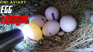 Egg Candling  Egg Candling Process From Day 1 To 21  Fertile egg  Infertile egg  HWI Aviary [upl. by Noiram]