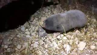 Judean Mountains Blind Molerat Spalax judaei [upl. by Ees]