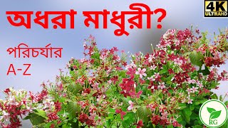 Magical Madhurilata How to Grow the Secret Behind  কোন খাবারে গাছভরা মাধুরীলতা ফুল RAJGardens [upl. by Anallij]