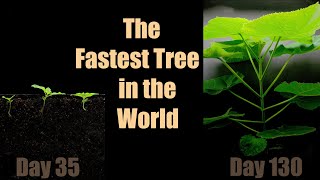 The Fastest Growing Tree 🌳 Paulownia 140 Days TimeLapse [upl. by Mathi264]