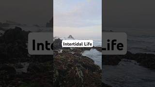 Intertidal Life shorts [upl. by Razec881]