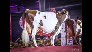 Vache de salon  Samedi 16 novembre 2024 [upl. by Aztiley606]