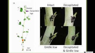 Apical dominance maintained by sugar limitation [upl. by Sakram]