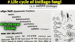 Life cycle of Ustilago fungi  BSc first year botany 1st semester Microbiology and plant pathology [upl. by Airdni]