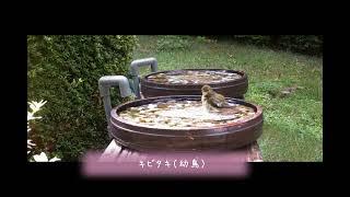 【奥池ロッジPR動画】 野鳥おもしろ動画集 [upl. by Norine]