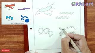 9th PB Biology Diagram 02Different Types of Bacteria [upl. by Ydnil]