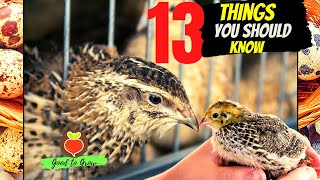 13 KEY Things You Need to Know About Raising Coturnix Quail for Eggs and Meat [upl. by Augusto]