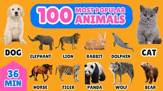 100 Most Popular Animals in the World  English Vocabulary for Kids  Fun Animal Names Learning [upl. by Harding658]