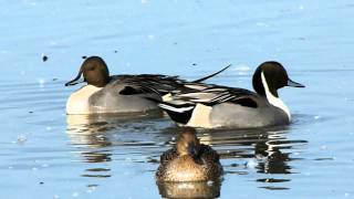 Northern Pintail courtship [upl. by Pohsib435]