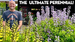 Baptisia The Ultimate LowMaintenance Perennial [upl. by Dranoc]