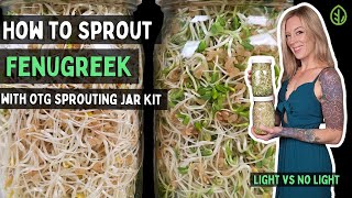 How to Sprout Fenugreek seeds at home with Sprouting Jar Kit  Light vs Blackout  Soilless [upl. by Elatia]