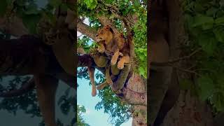 Elephant attacks lion in treeanimals wildlife wildanimals foryou fyp [upl. by Geis220]