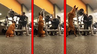 His Dog Started Squatting With Him In The Gym😳 [upl. by Quirk]