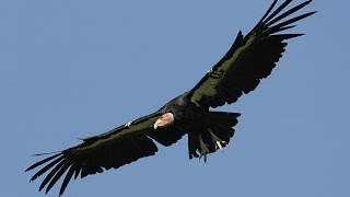 California condors [upl. by Balduin]