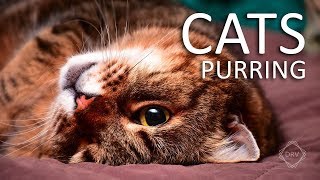 CAT PURRING Sounds to Relax your Cats and yourself HQ [upl. by Dearman]