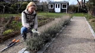 Klipning af lavendel  Klub Grønne Rum [upl. by Gillie]