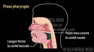 7 Le Réflexe de Déglutition Phases et Contrôle Neur [upl. by Aniluj]